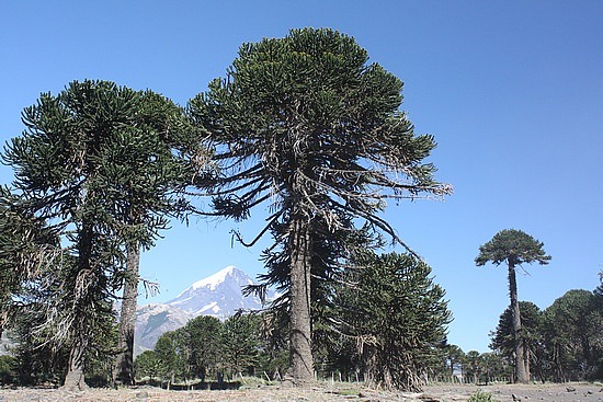 Araukanienbäume vor dm Vulkan Lanin