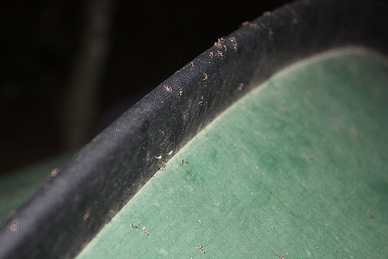 nächtlicher Überfall einer Ameisenkolonie