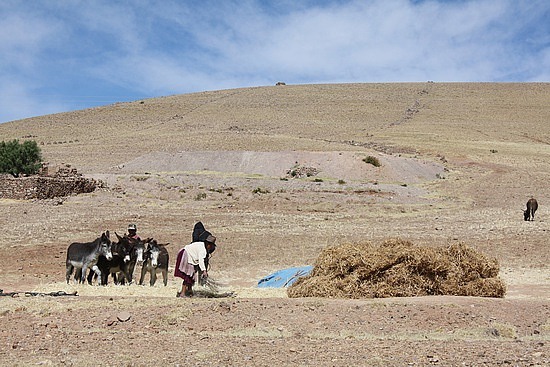 Feldarbeit mit Eseln