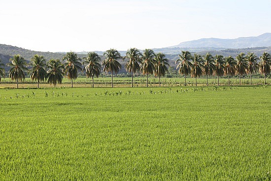 Palmen und Reisfelder
