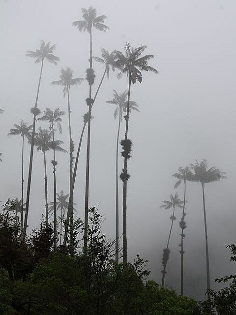 Wachspalmen in Nebel