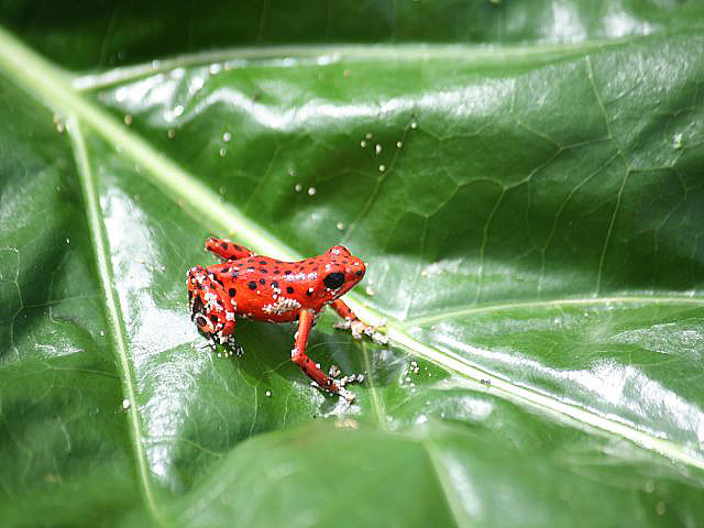 Red Frog (Beach)