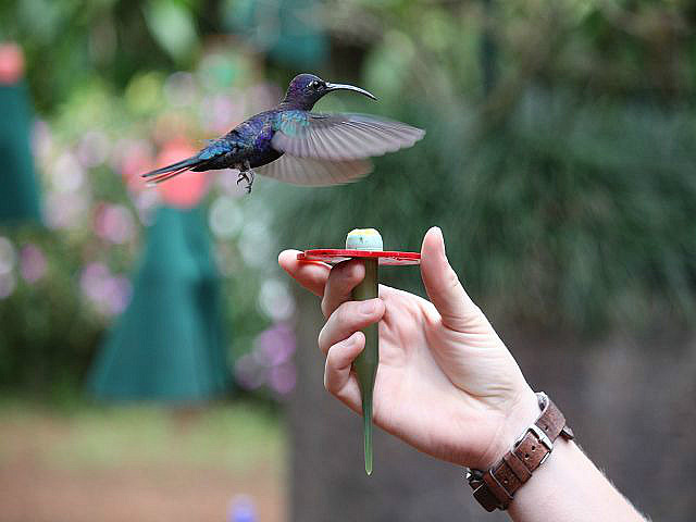 Kolibris trinken fast aus der Hand