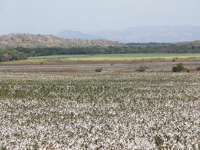 Baumwollplantage