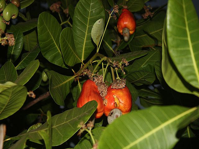 Cashew-Früchte