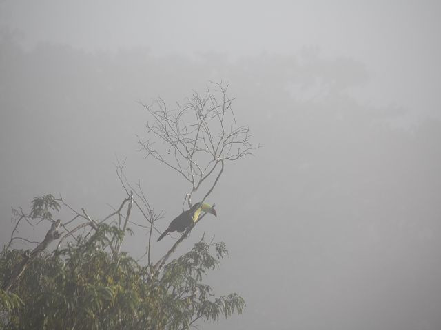 Tucan im Nebel