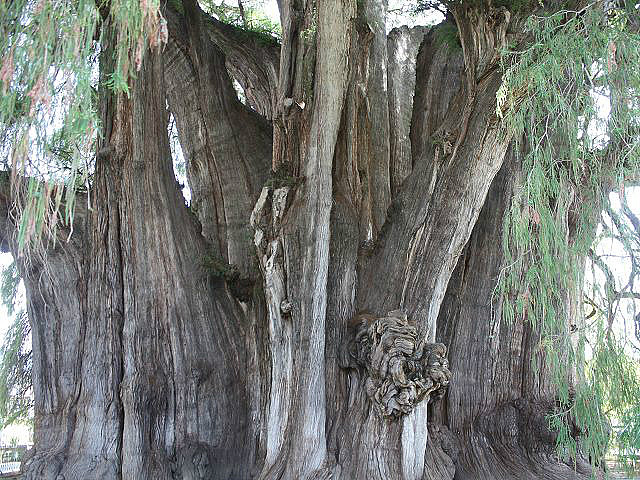 was ein Stamm! 14 Meter ==> dickster Baum der Welt