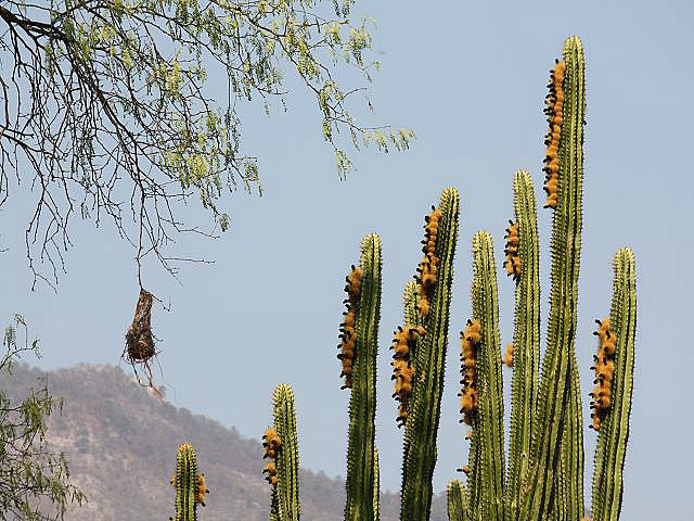 Kaktus in Blüte