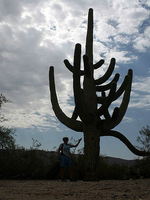 kann ganz schon groß sein, so ein "Saguaro"