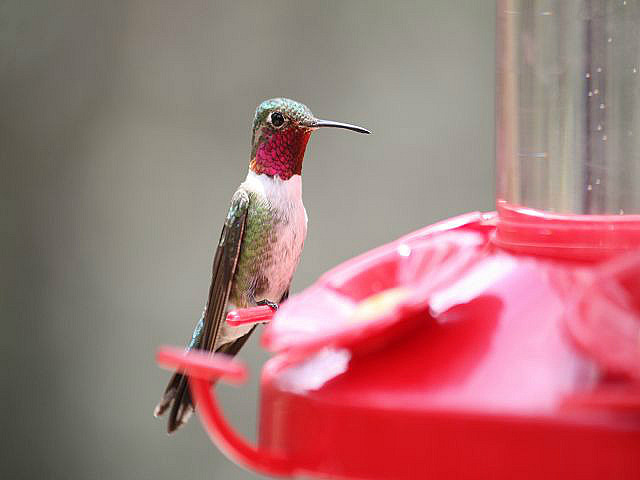 und dabei Kolibris schauen