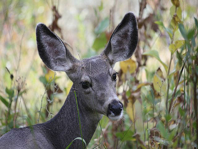 Mule-Deer