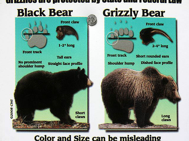 lerne: Unterschied Schwarzbär und Grizzly