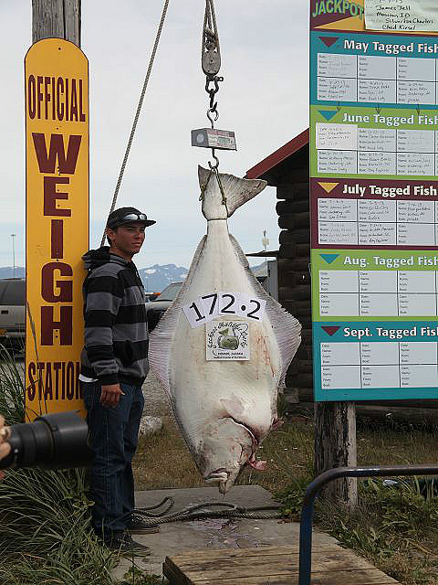 Halibut-Fischfang-Wettbewerb