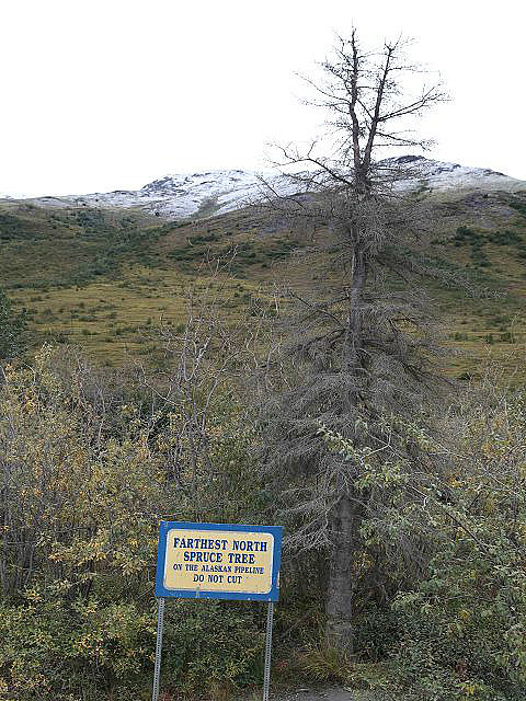 Last Spruce Tree, danach Tundra
