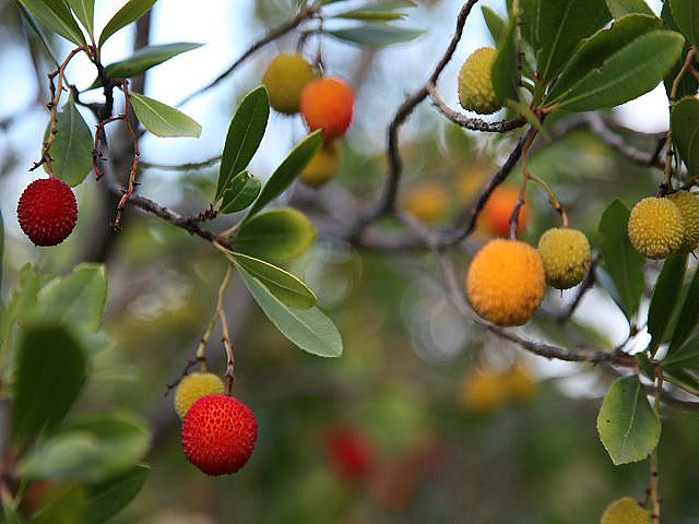 Erdbeerbaum-Früchte