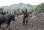 Fiesta: Rinder eintreiben