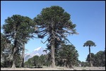 Araukanienbäume vor dm Vulkan Lanin