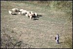 Schafe werden gehütet