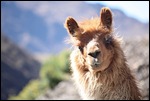 ein neugieriges Lama