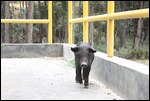 Schweinebesuch bei der Mittagsrast