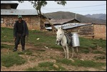 Milch wird von den Eseln transportiert