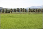 Palmen und Reisfelder