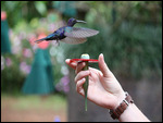 Kolibris trinken fast aus der Hand