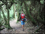 Waldspaziergang, Parque Nacional Volcán Poás