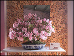 Bonsai-Bäumchen mit 300 Blüten