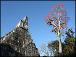 erster Blick am Abend auf Tikal