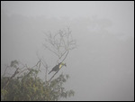 Tucan im Nebel