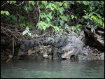 Krokodile am Ufer