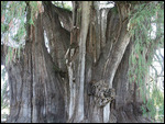 was ein Stamm! 14 Meter ==> dickster Baum der Welt