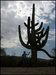 kann ganz schon groß sein, so ein "Saguaro"