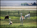 Lama's vor Pinedale