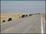 Vieh-Verkehr