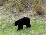 9 Bären insgesamt (8x Schwarzbär, 1x Grizzly)