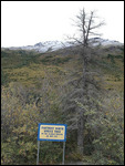 Last Spruce Tree, danach Tundra